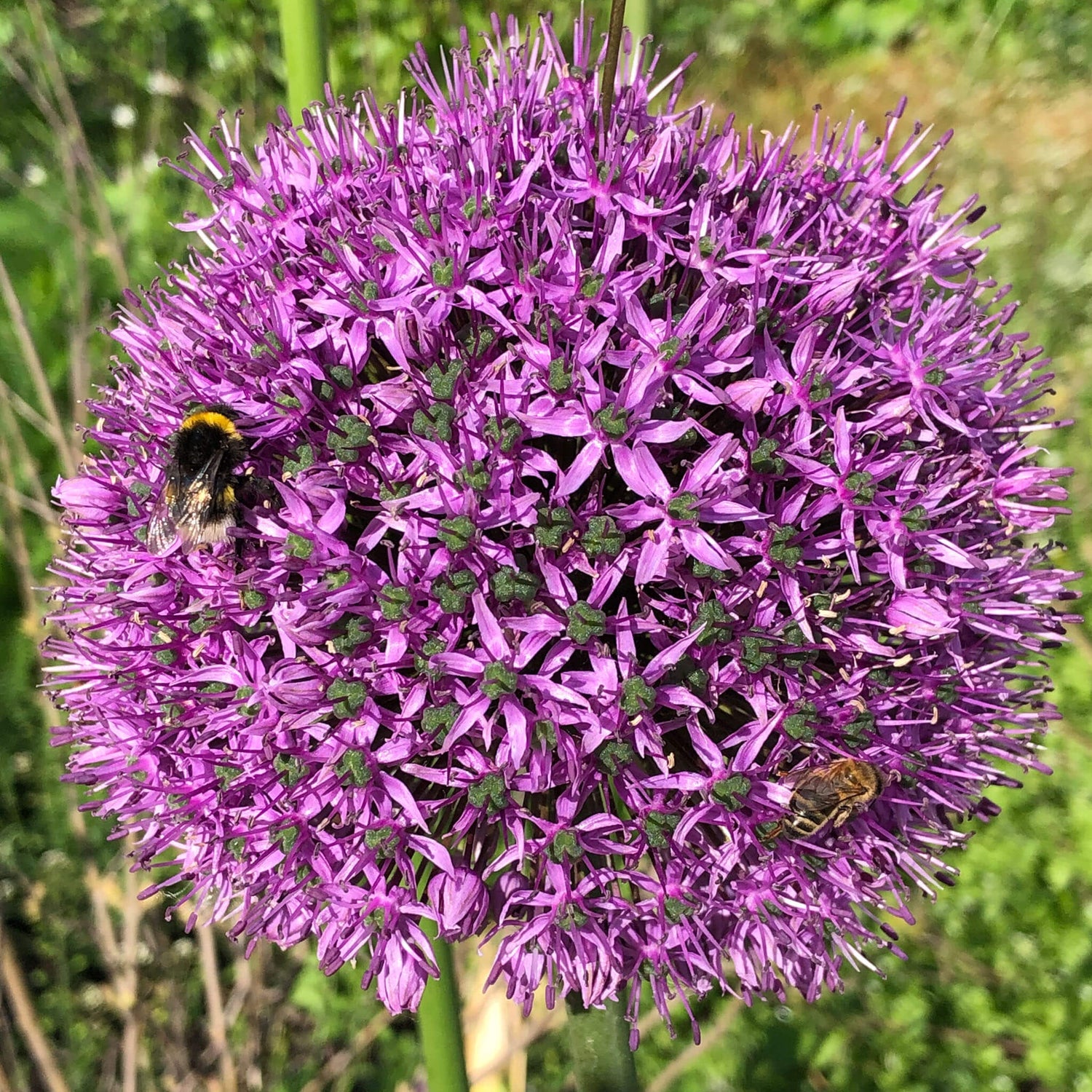 Purple flower with a bumblebee and a smaller bee against green surroundings.