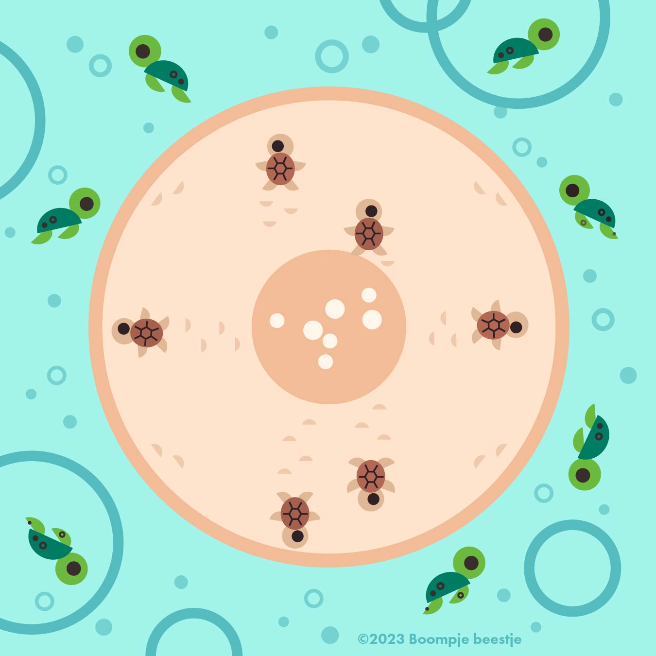 An illustration of small blue-green sea turtles swimming in water surrounded by bubbles and an circle island in the middle with more small brown beige sea turtles and eggs.